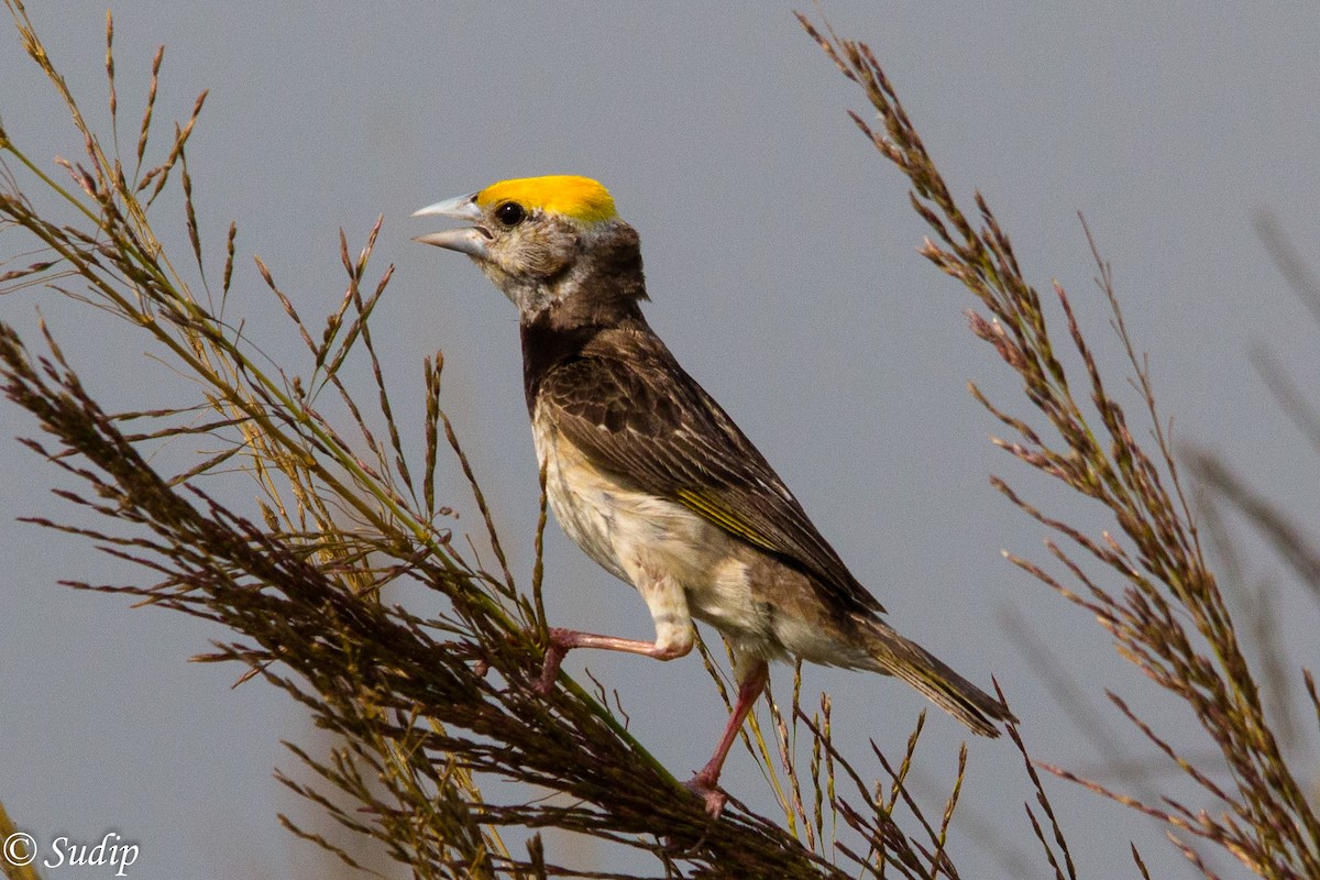 Black-breasted Weaver - ML330546191