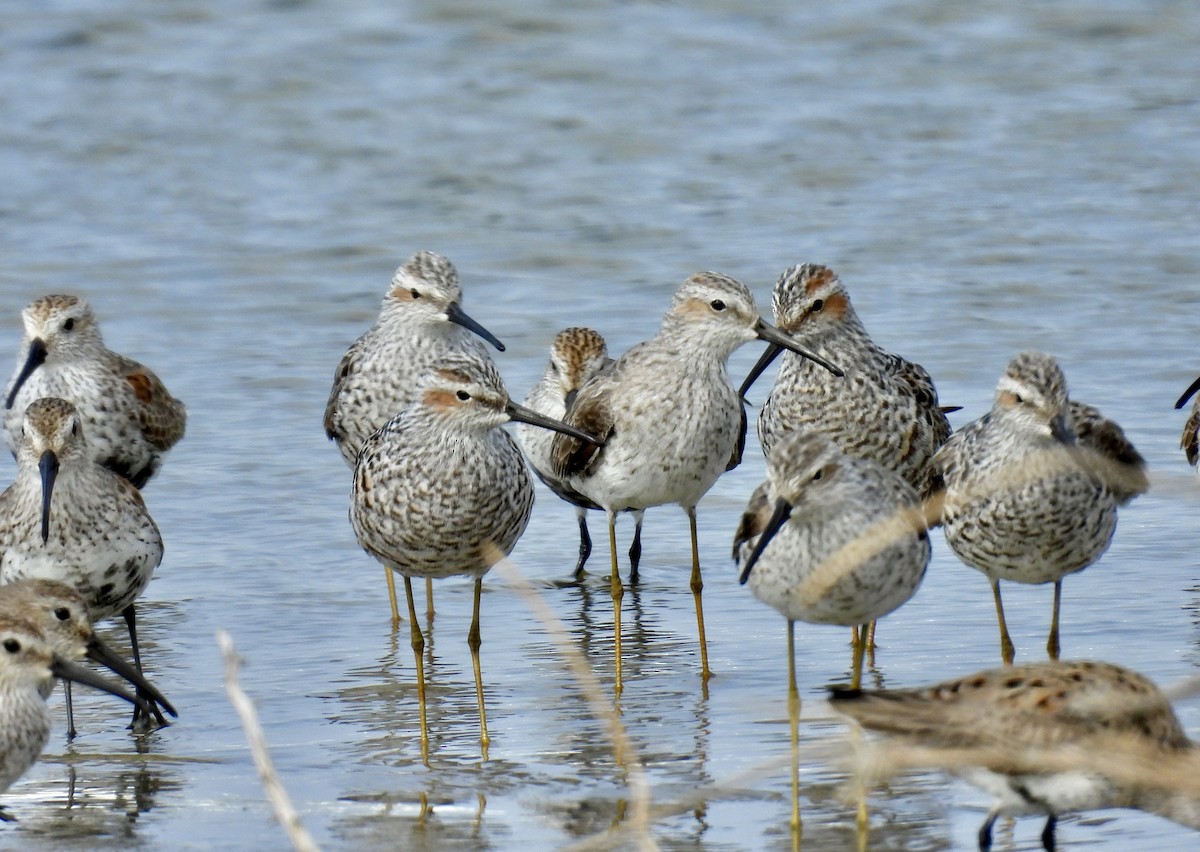 Stilt Sandpiper - Van Remsen