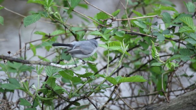 Gobemoucheron gris-bleu (caerulea) - ML330549521