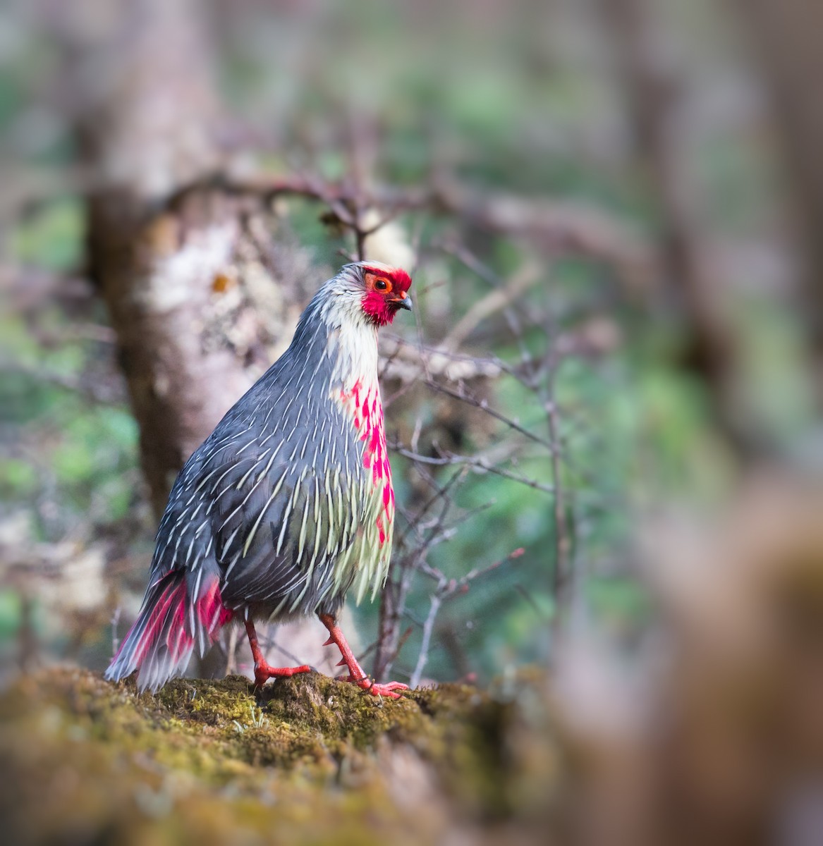 Blood Pheasant - Harish Thangaraj