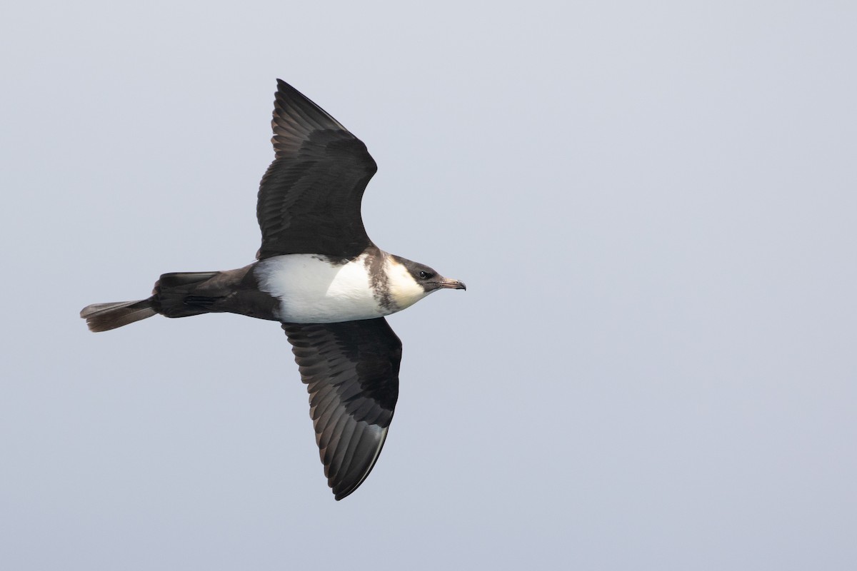Pomarine Jaeger - Connor Cochrane