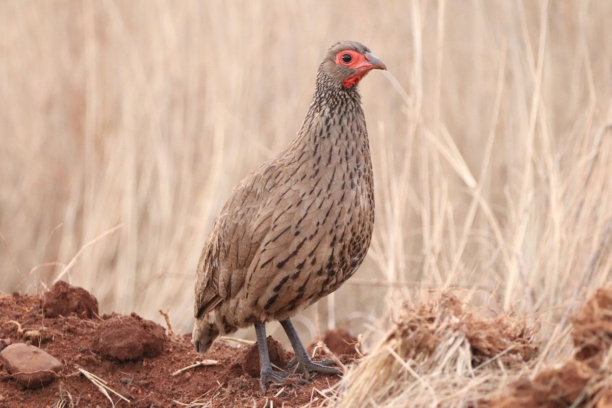 Swainson's Spurfowl - ML330550671