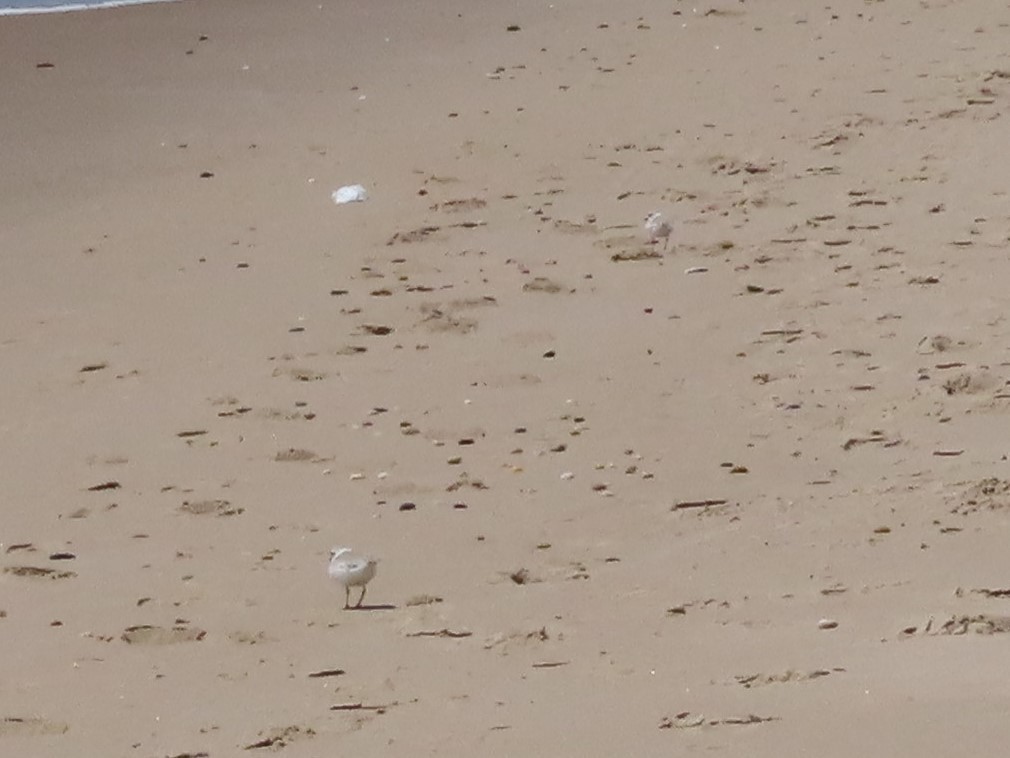Piping Plover - ML330550801
