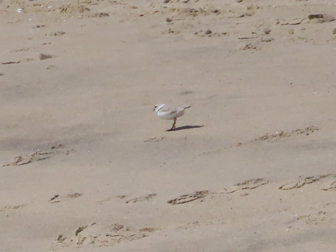 Piping Plover - ML330550851