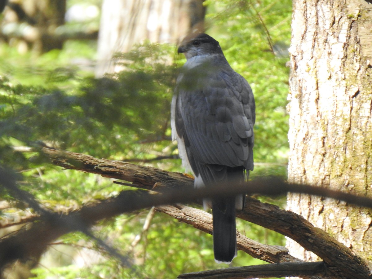 American Goshawk - ML330552541