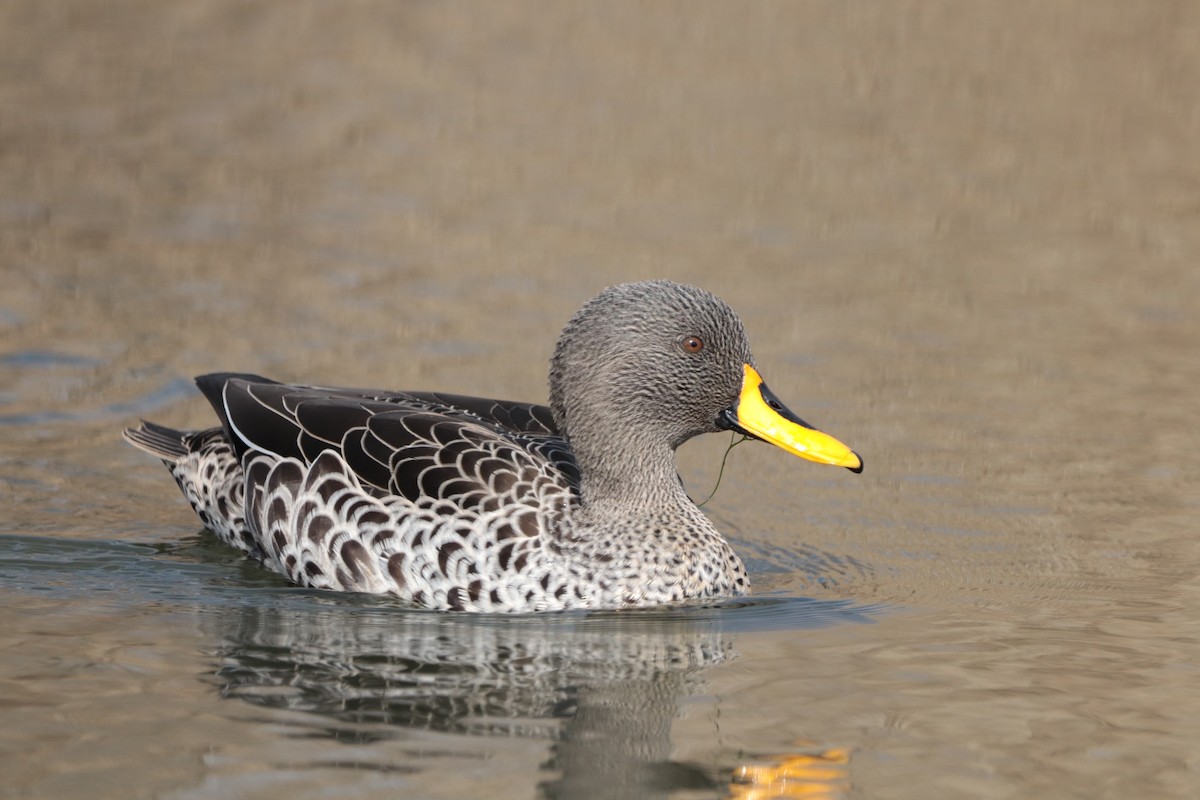 Yellow-billed Duck - ML330553641