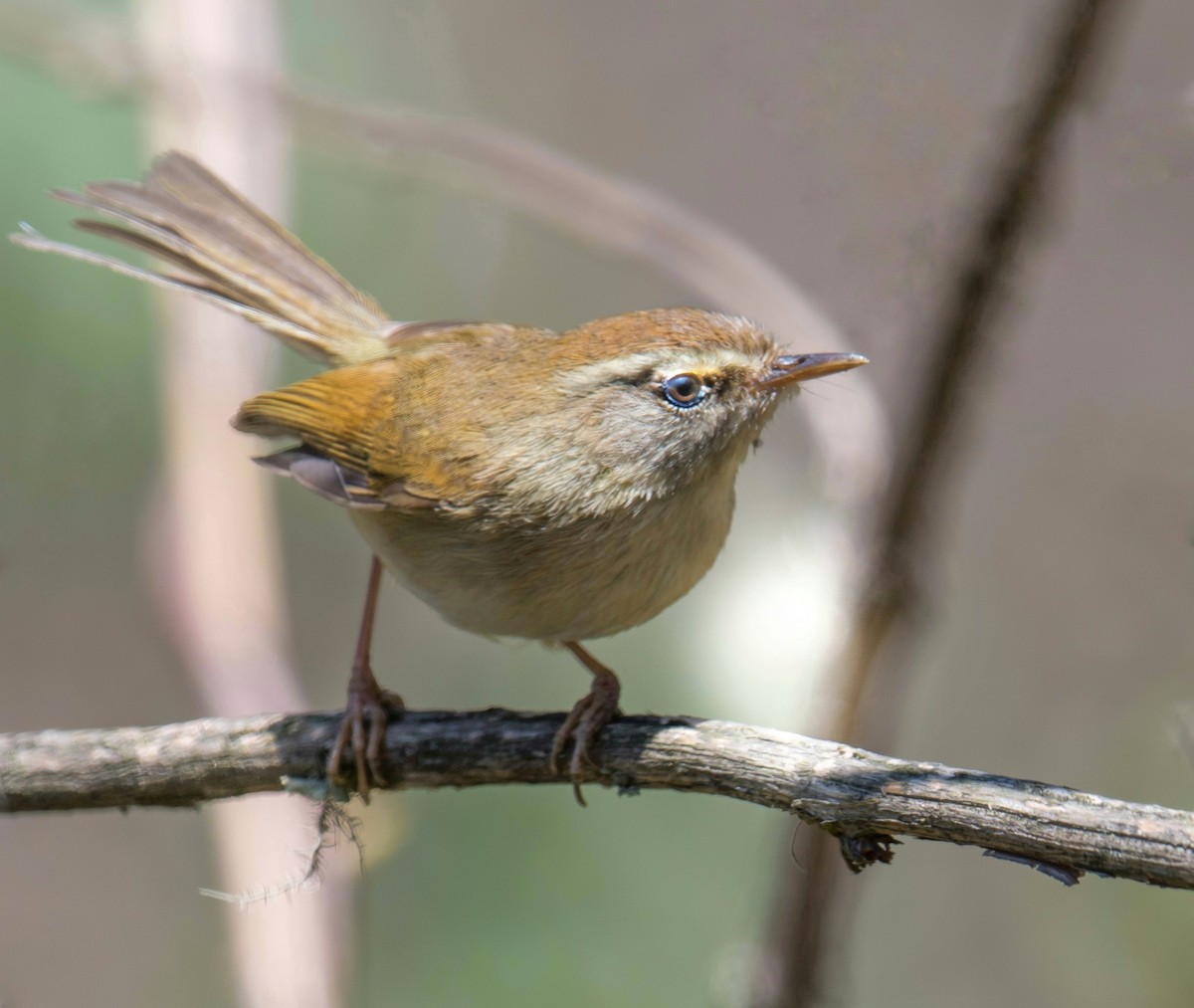 Hume's Bush Warbler - ML330554271