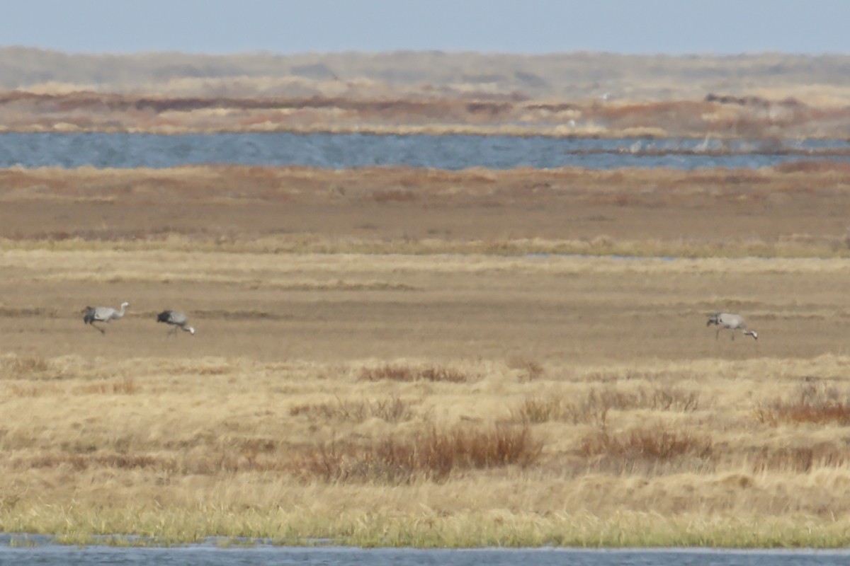 Common Crane - ML330555401