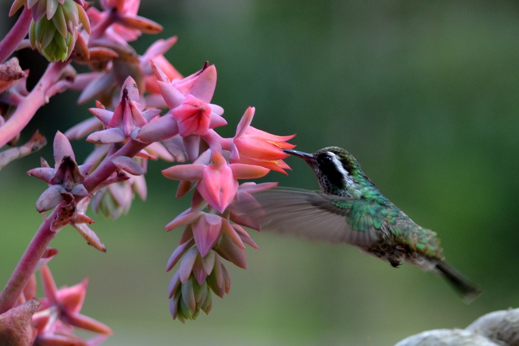 White-eared Hummingbird - ML33055971