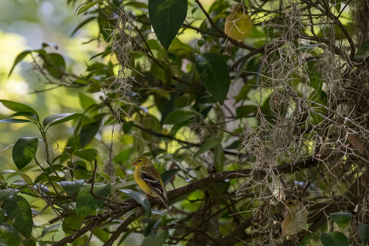 American Goldfinch - ML330560341