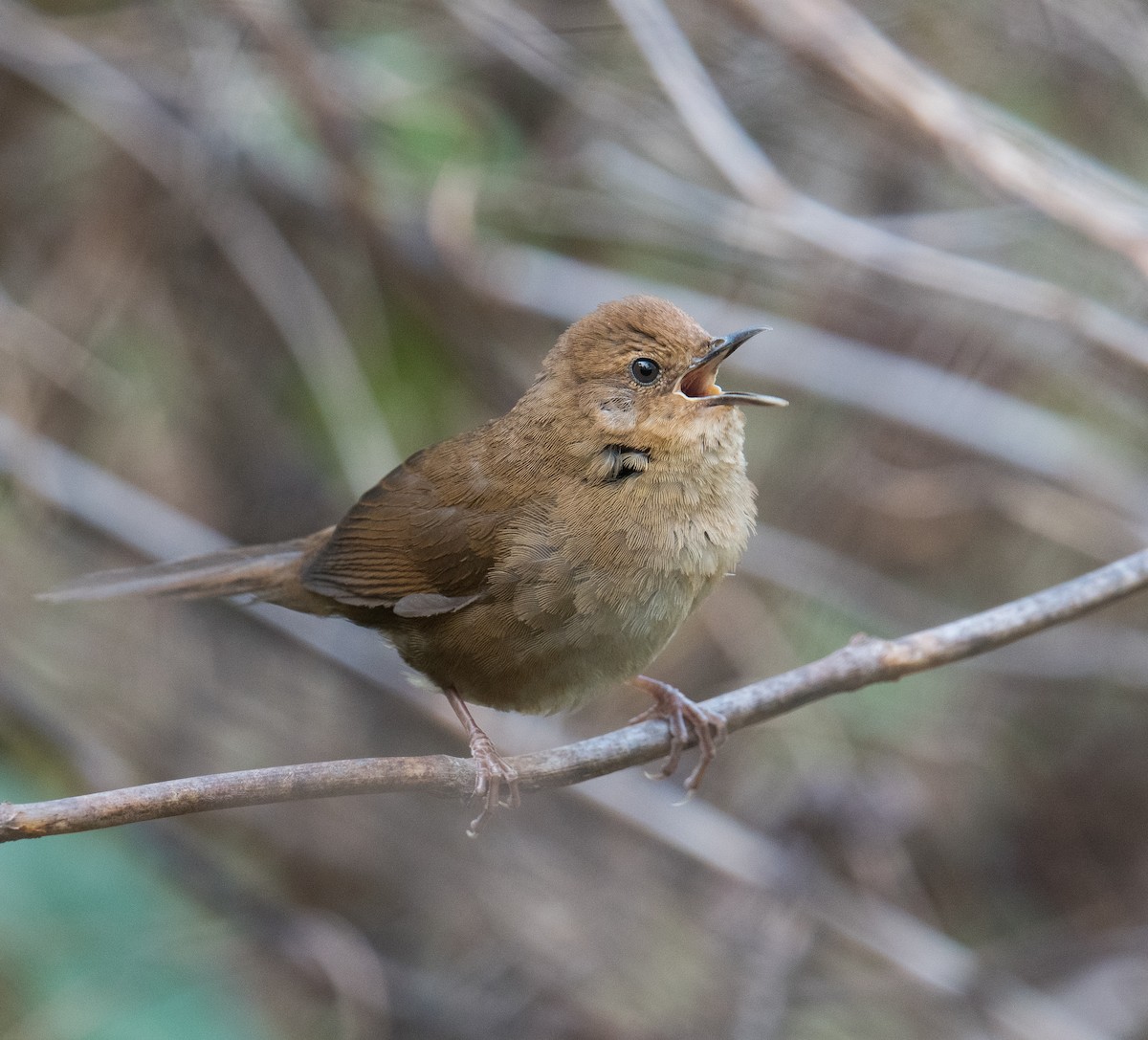 Russet Bush Warbler - Harish Thangaraj