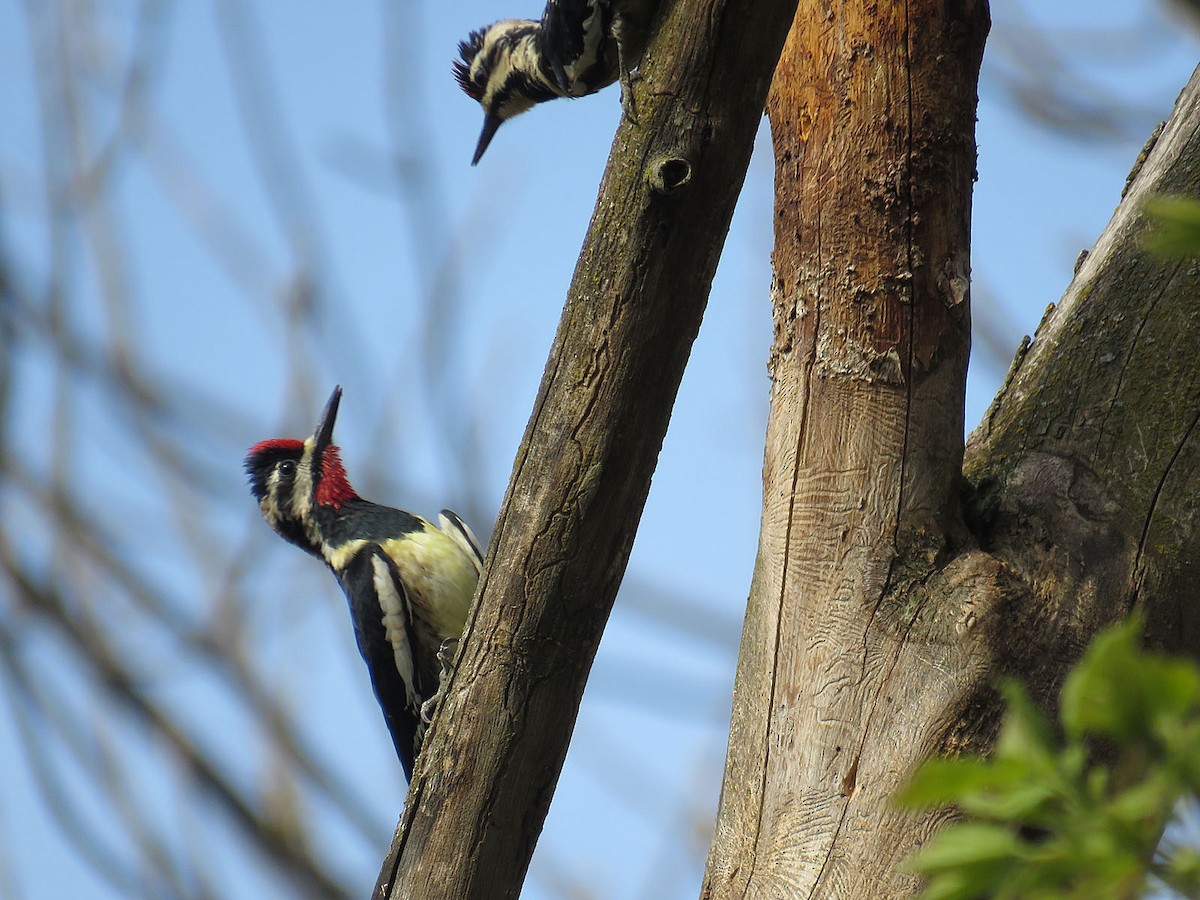 Yellow-bellied Sapsucker - ML330562821