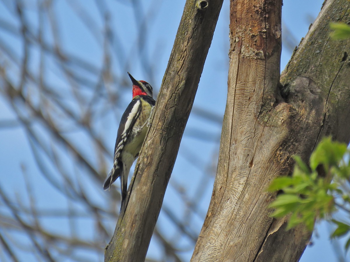 Yellow-bellied Sapsucker - ML330562871