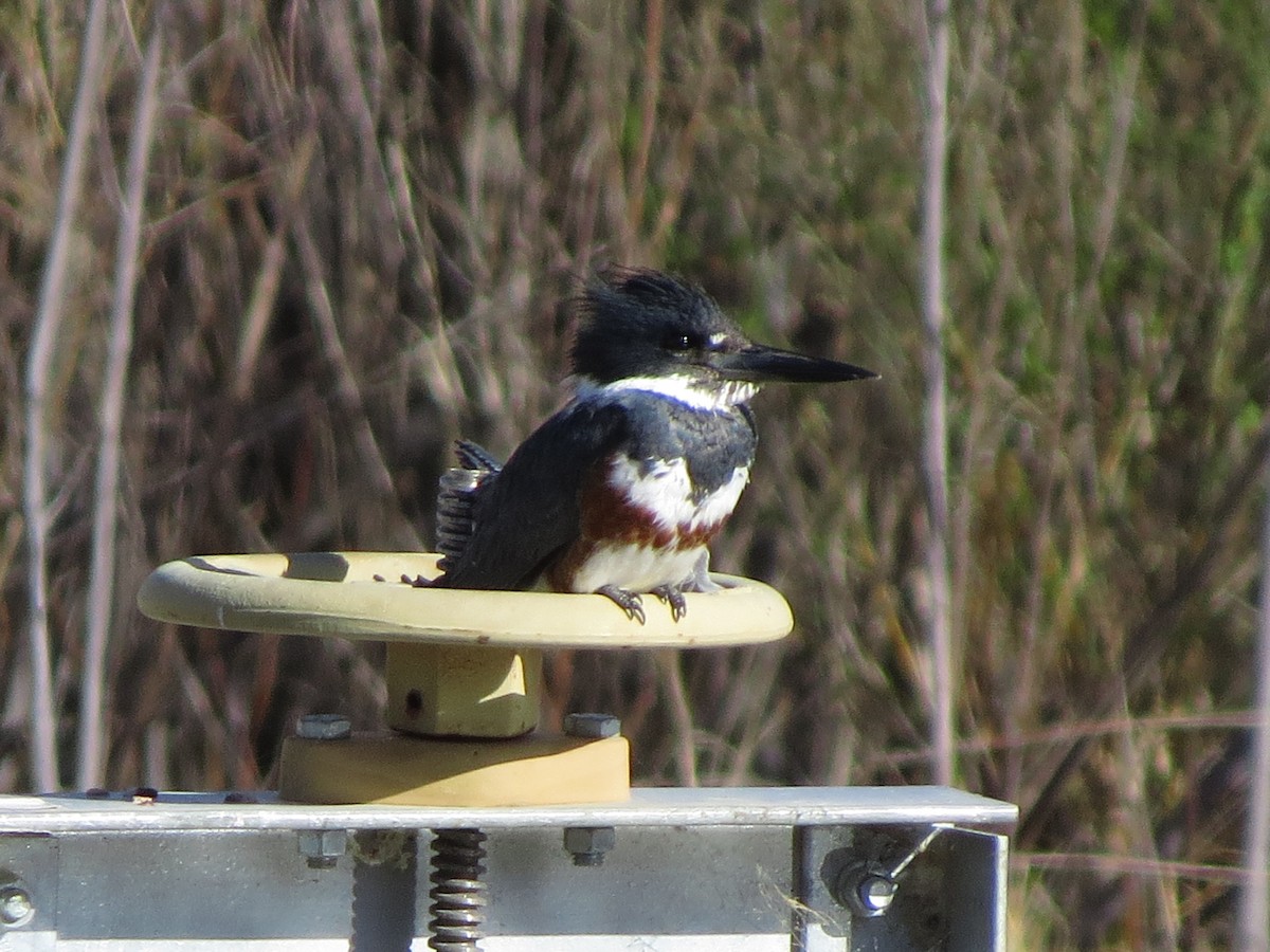 Belted Kingfisher - ML330563371