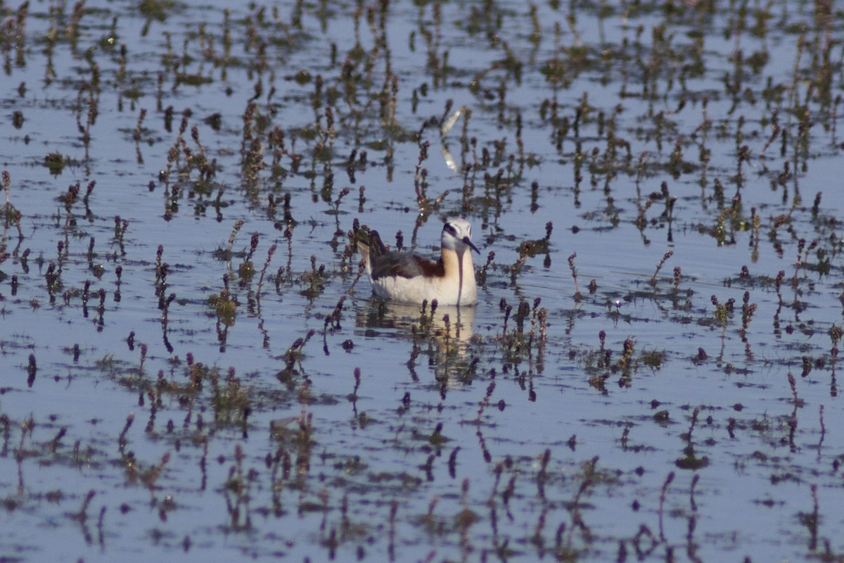 hvithalesvømmesnipe - ML33056381