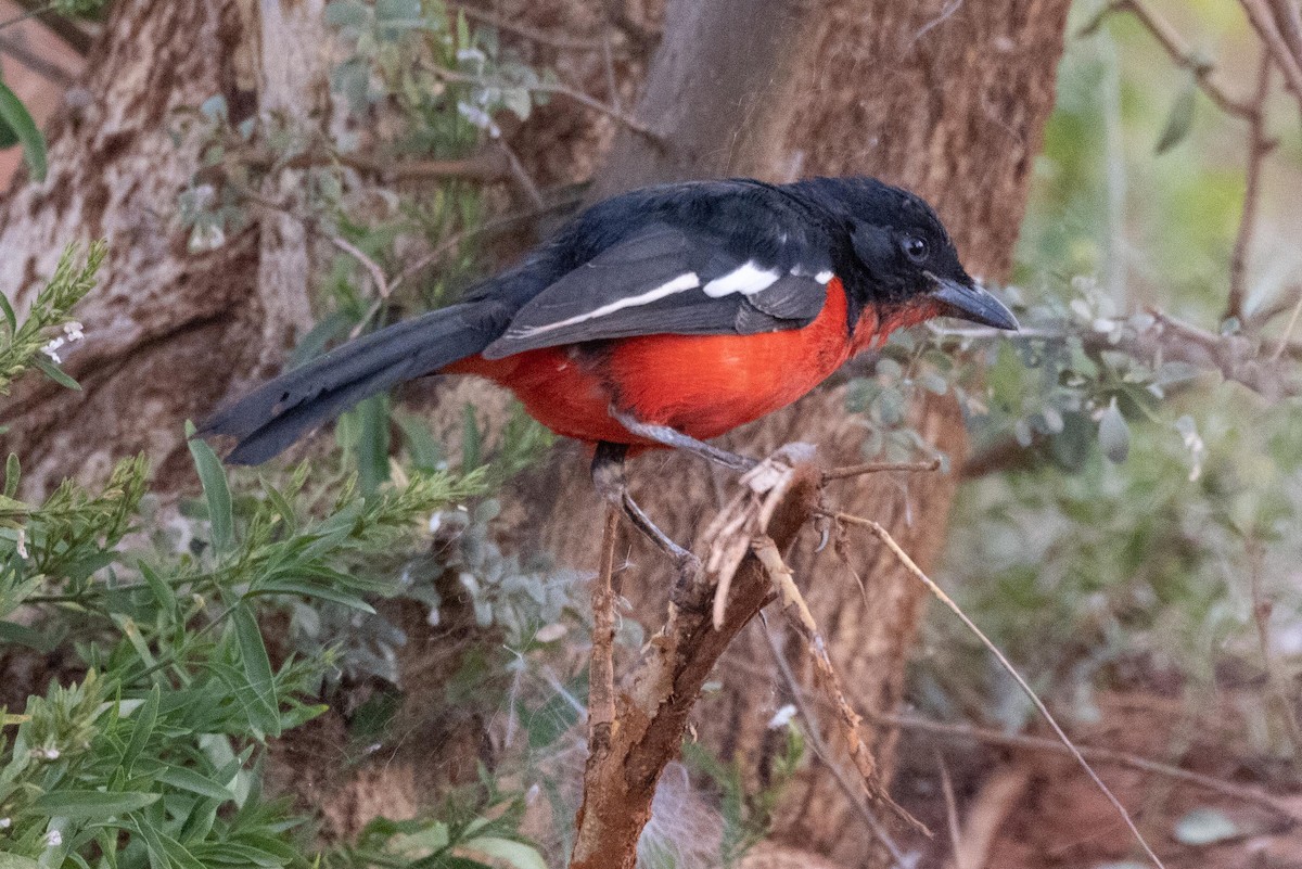 Crimson-breasted Gonolek - ML330565691