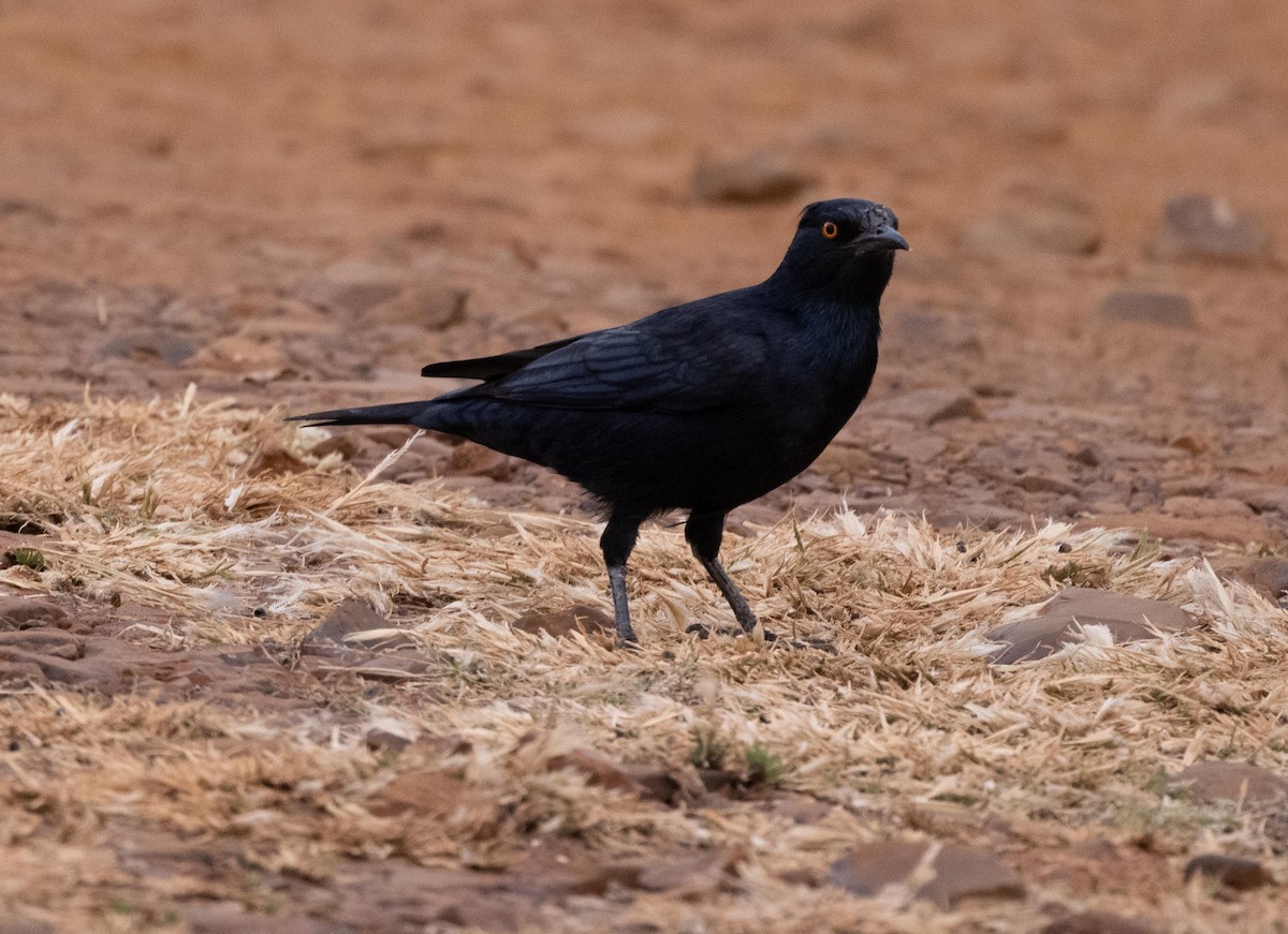 Pale-winged Starling - ML330565801