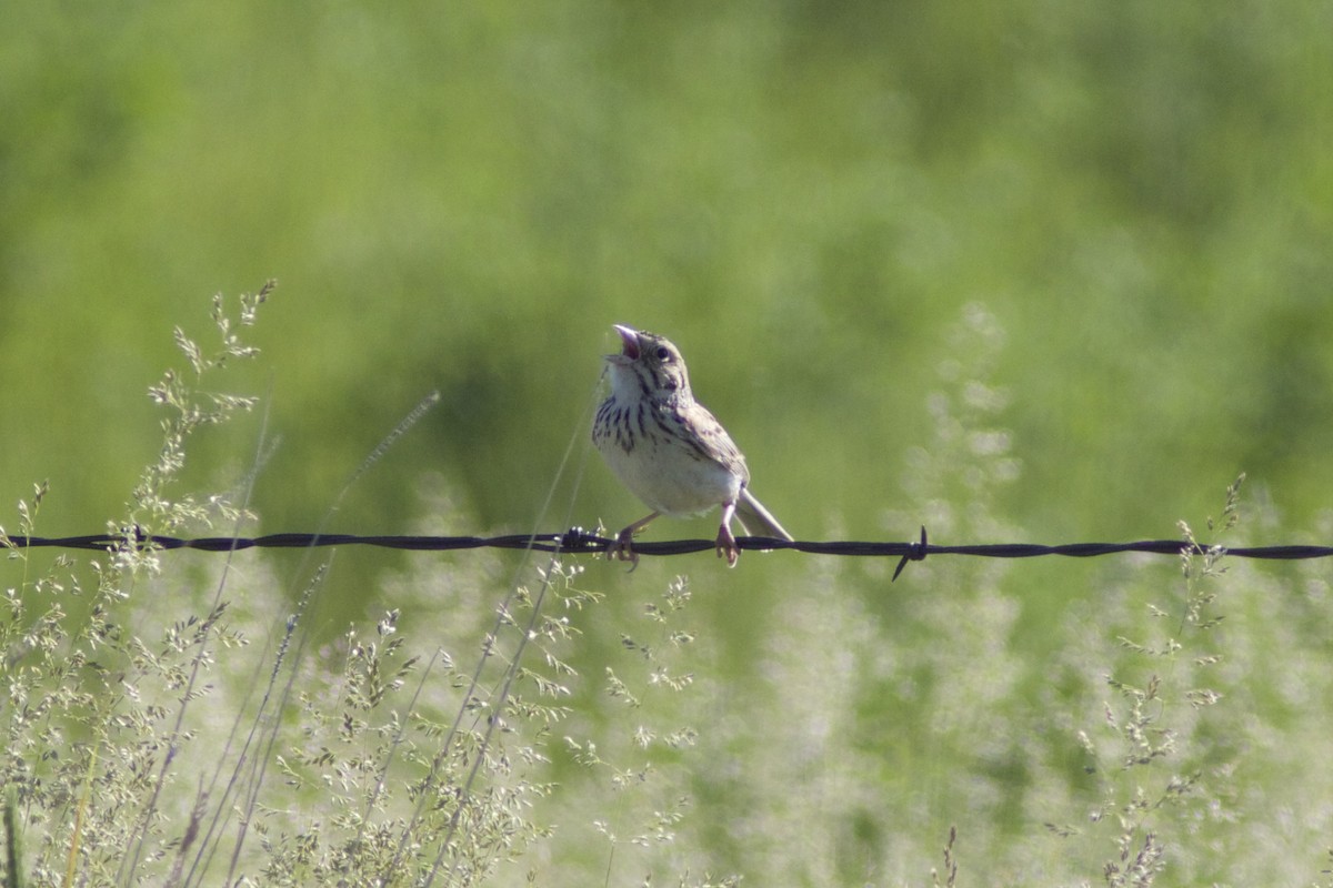 Baird's Sparrow - ML33056581