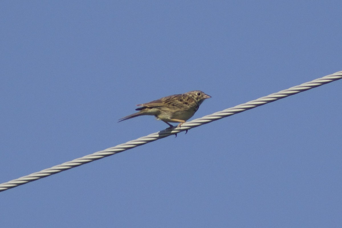 Baird's Sparrow - ML33056611