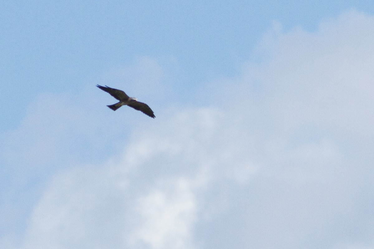 Mississippi Kite - ML33056621