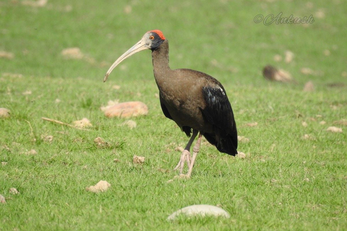 ibis bradavičnatý - ML330566461