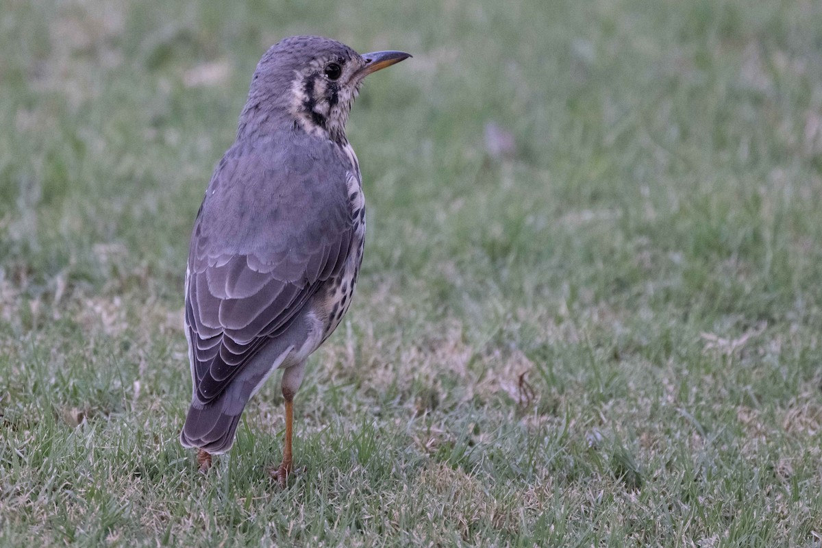 Groundscraper Thrush - ML330566661