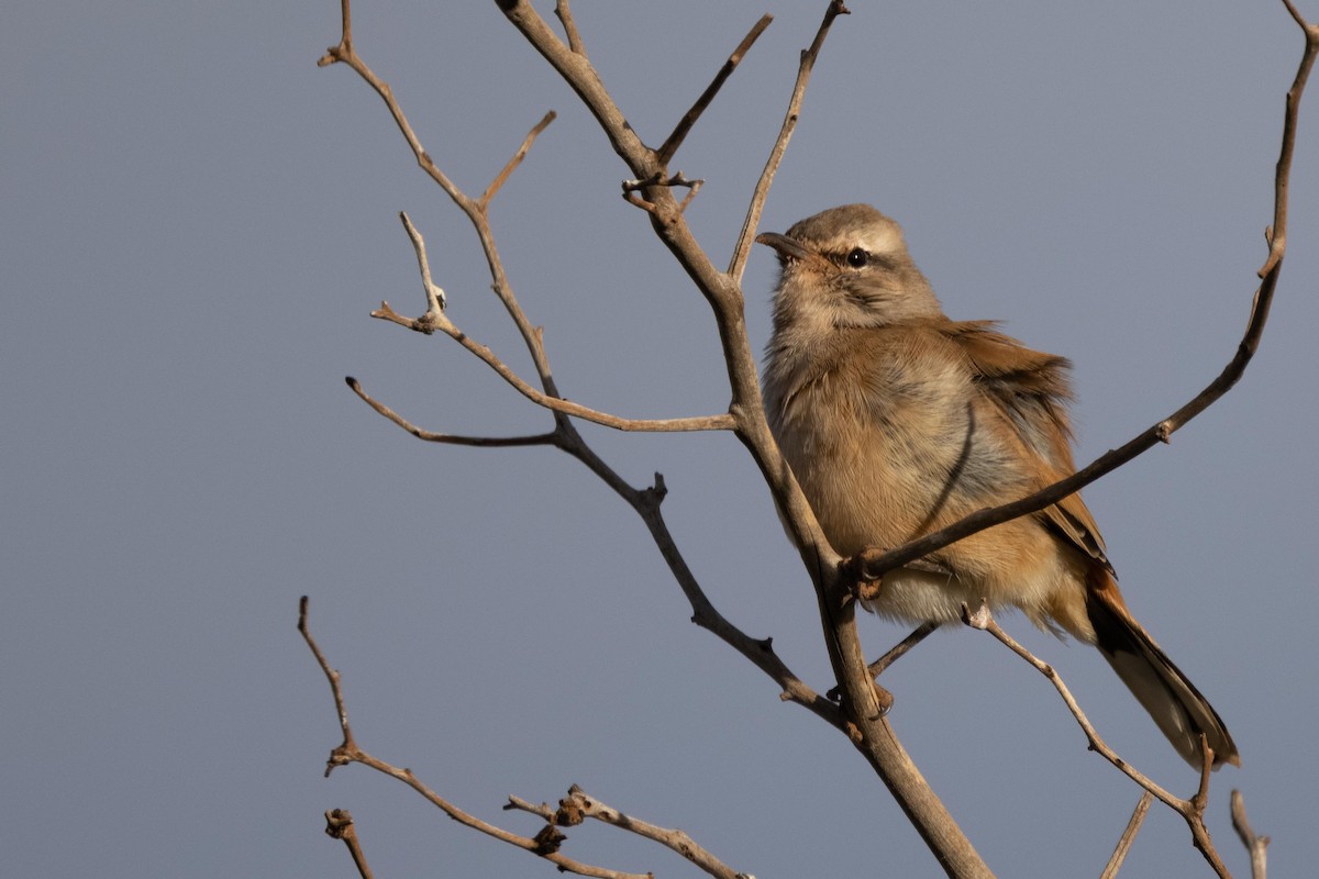 Kalahari Scrub-Robin - ML330566741