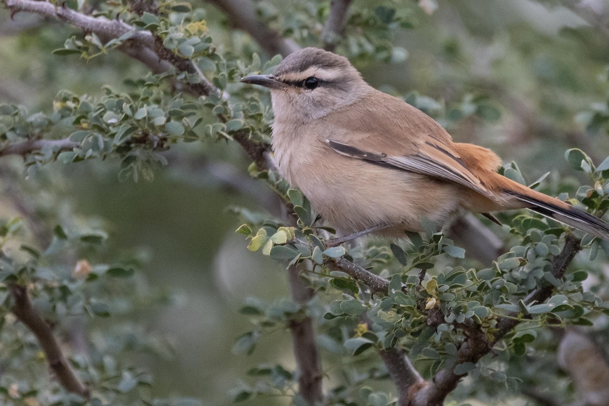 Kalahari Scrub-Robin - ML330566771