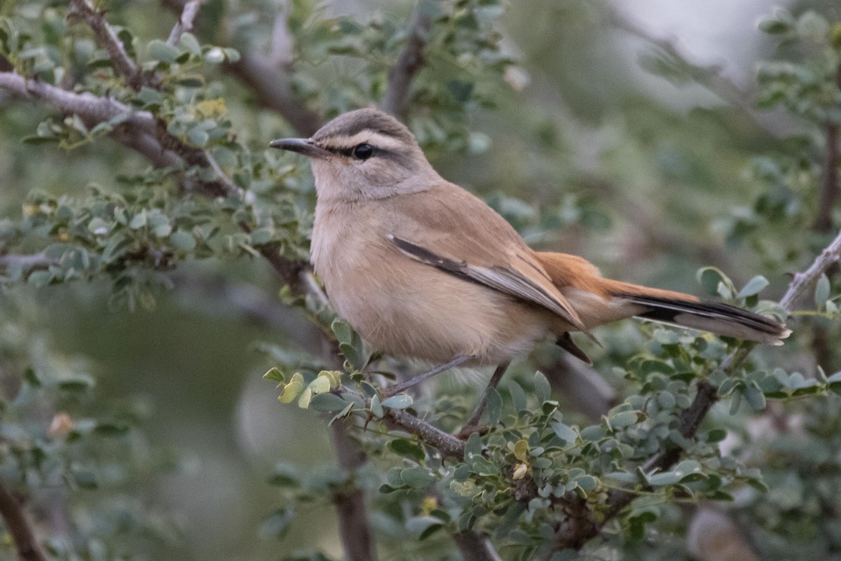 Alzacola del Kalahari - ML330566781