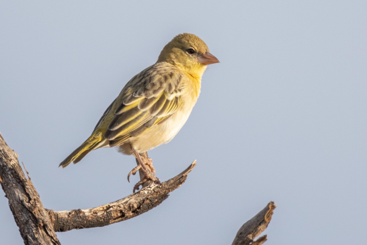 Southern Masked-Weaver - ML330566821