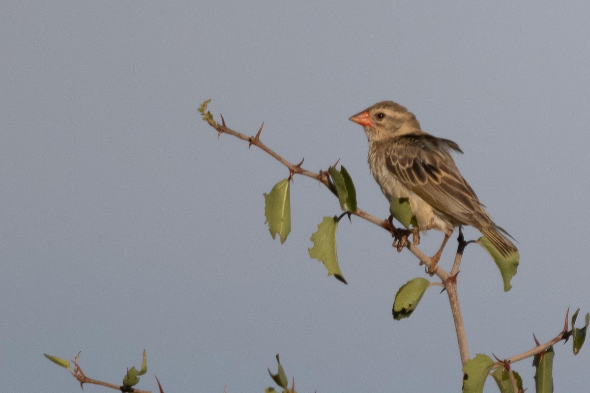 Red-billed Quelea - ML330566881