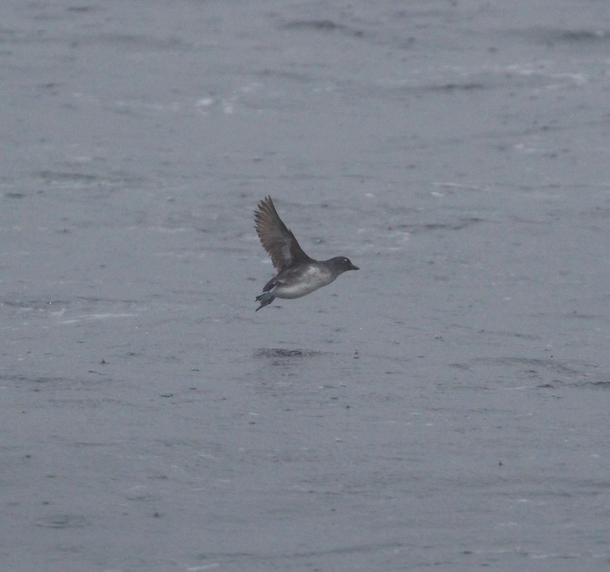 Cassin's Auklet - ML330569071