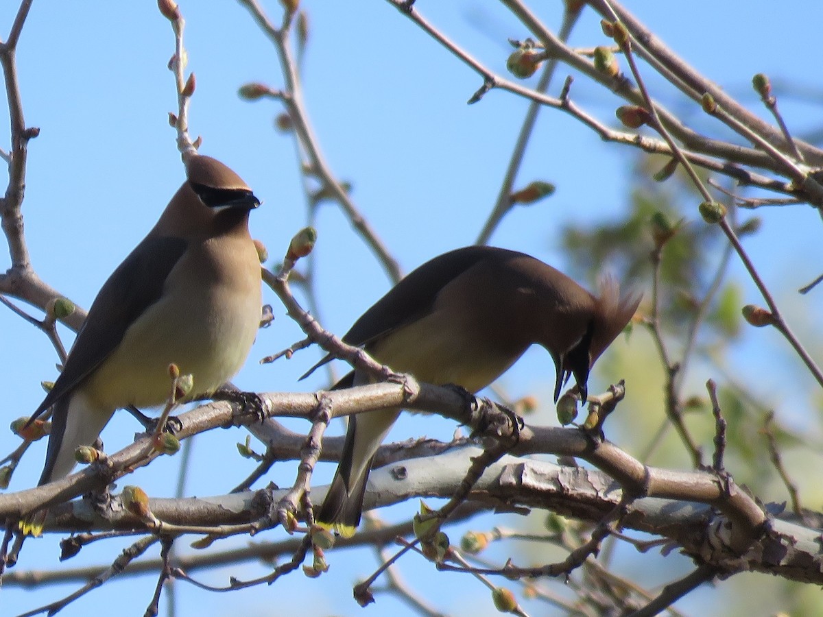 Cedar Waxwing - ML330569461