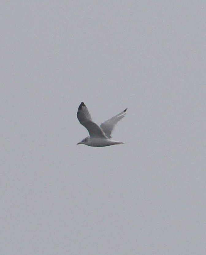 Black-legged Kittiwake - Lucas Corneliussen