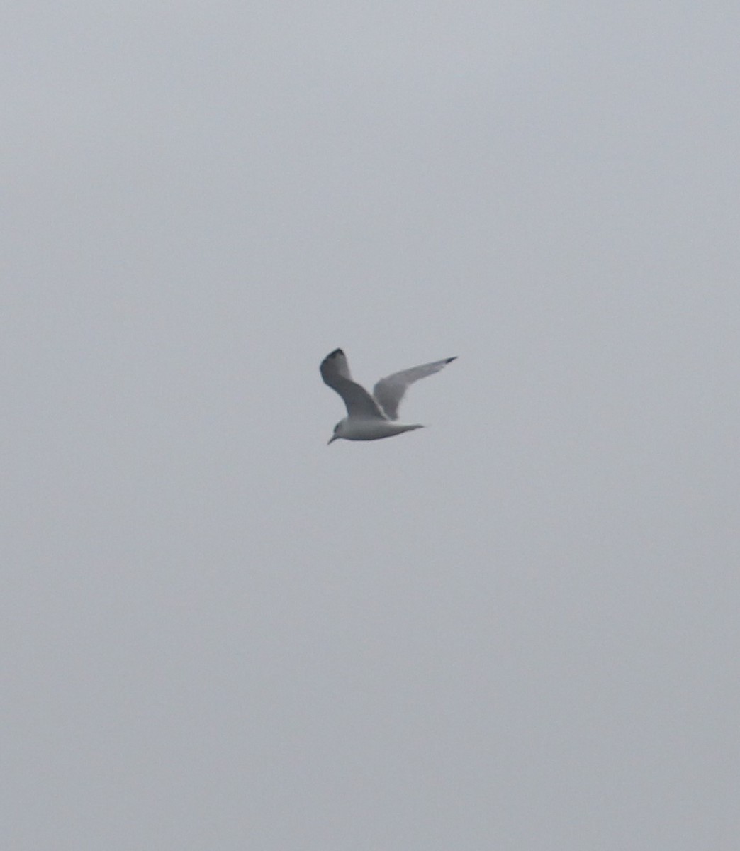 Black-legged Kittiwake - ML330569491