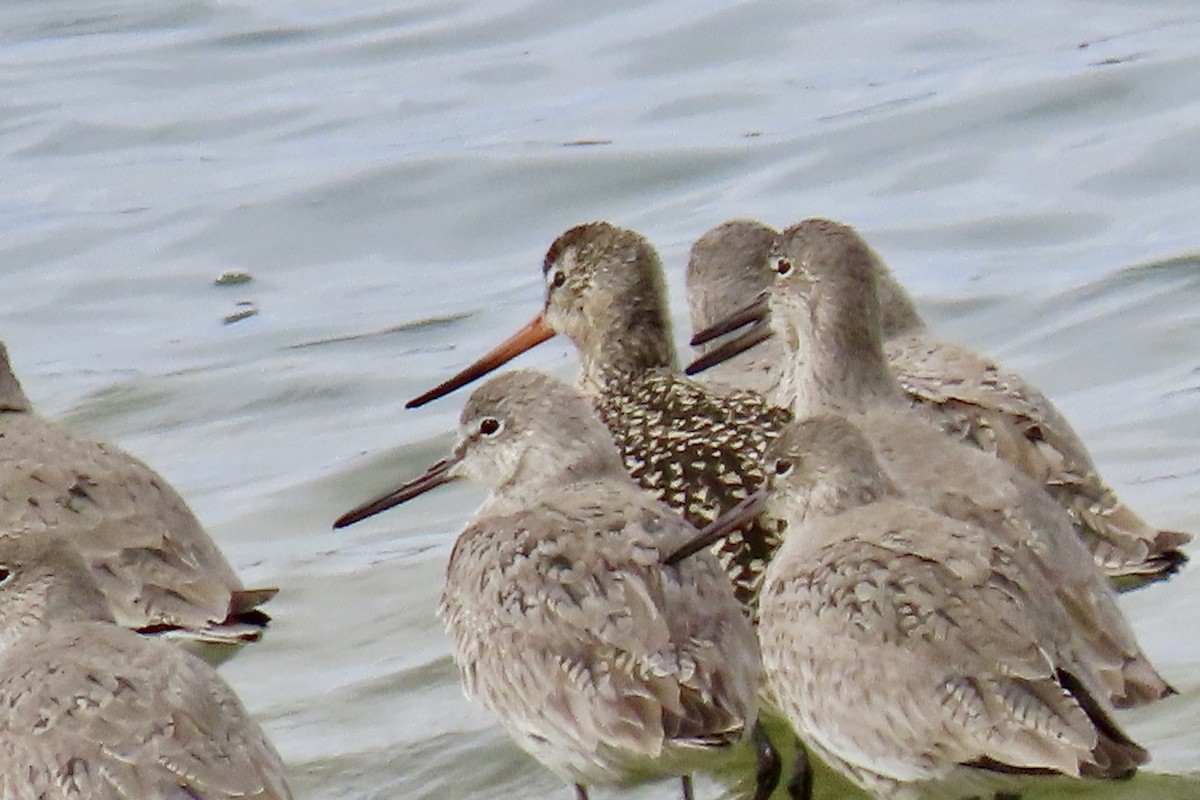 Marbled Godwit - ML330570761