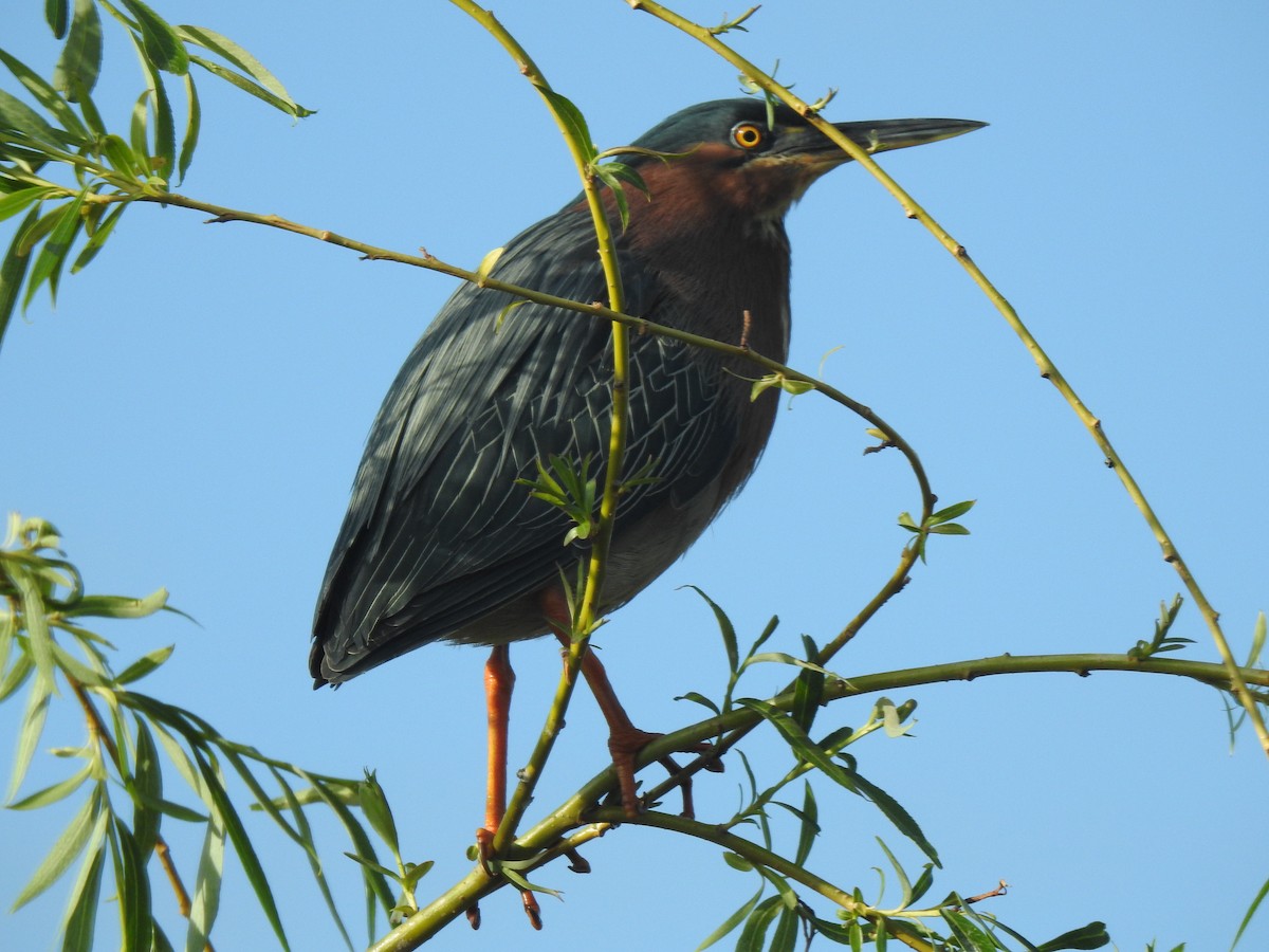 Green Heron - ML330570851