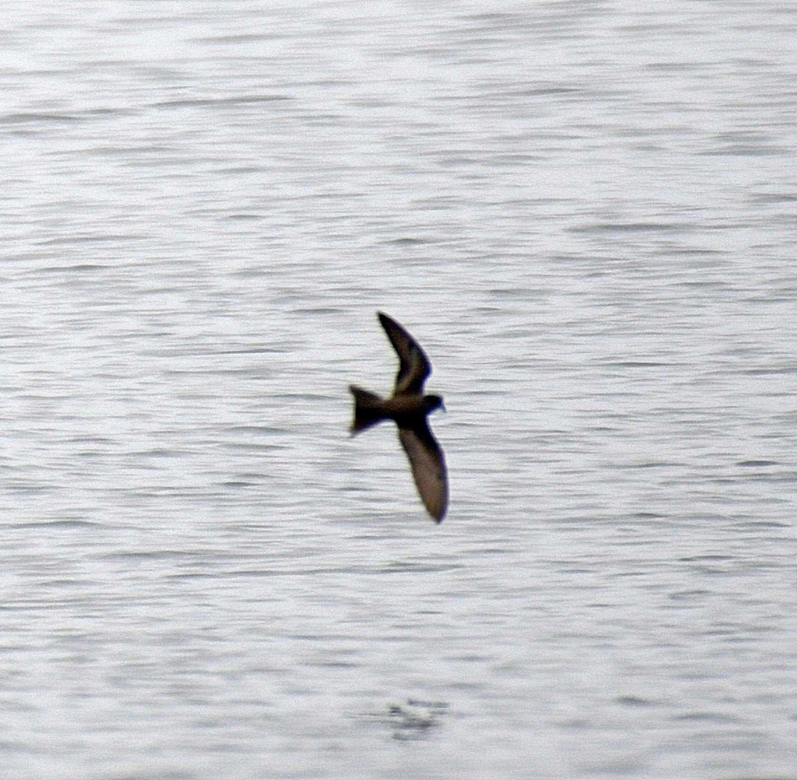 Ashy Storm-Petrel - ML33057151