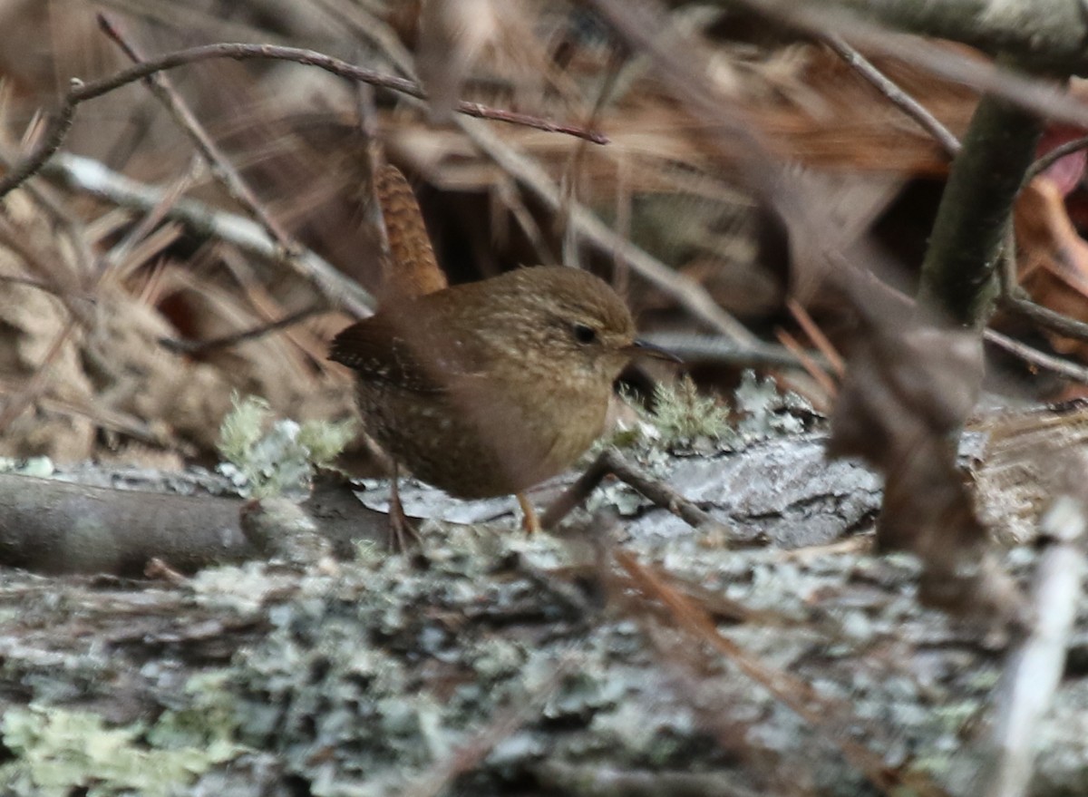 Winter Wren - ML330575031