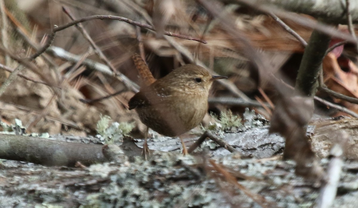 Winter Wren - ML330575041