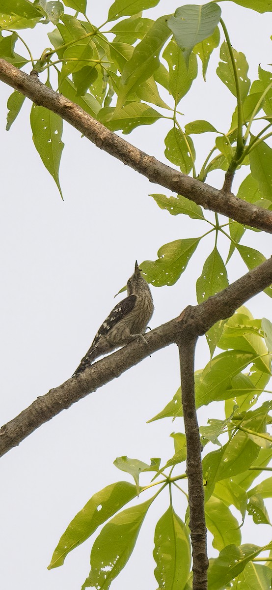 Gray-capped Pygmy Woodpecker - Sunil Ranade