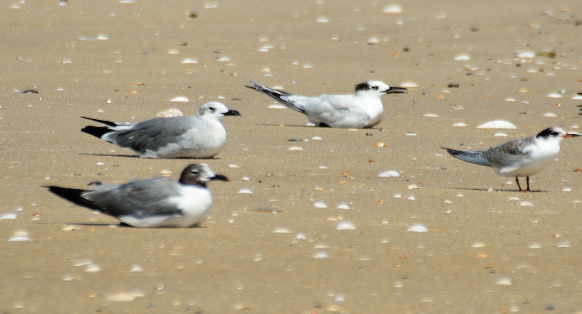 Sandwich Tern - ML33057581