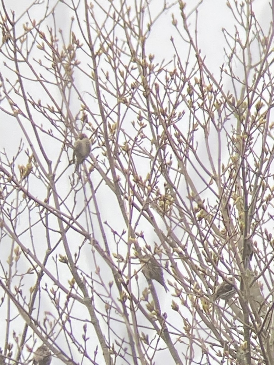 Common Redpoll - ML330576151