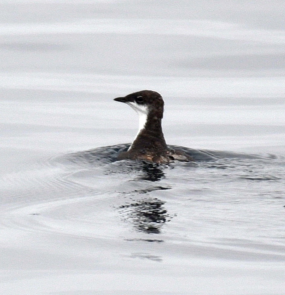 Scripps's Murrelet - ML33057641