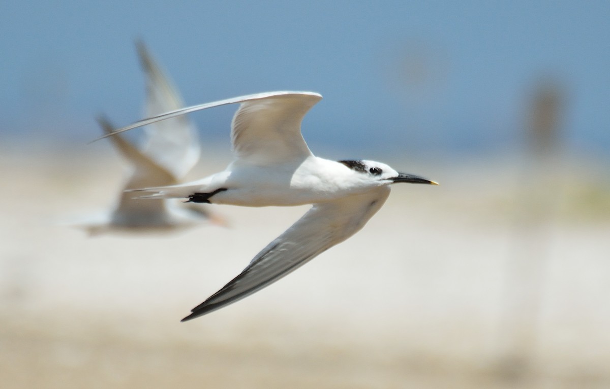 Sandwich Tern - ML33057661