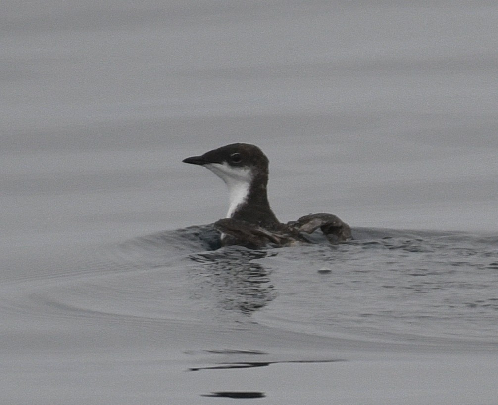 Scripps's Murrelet - ML33057691