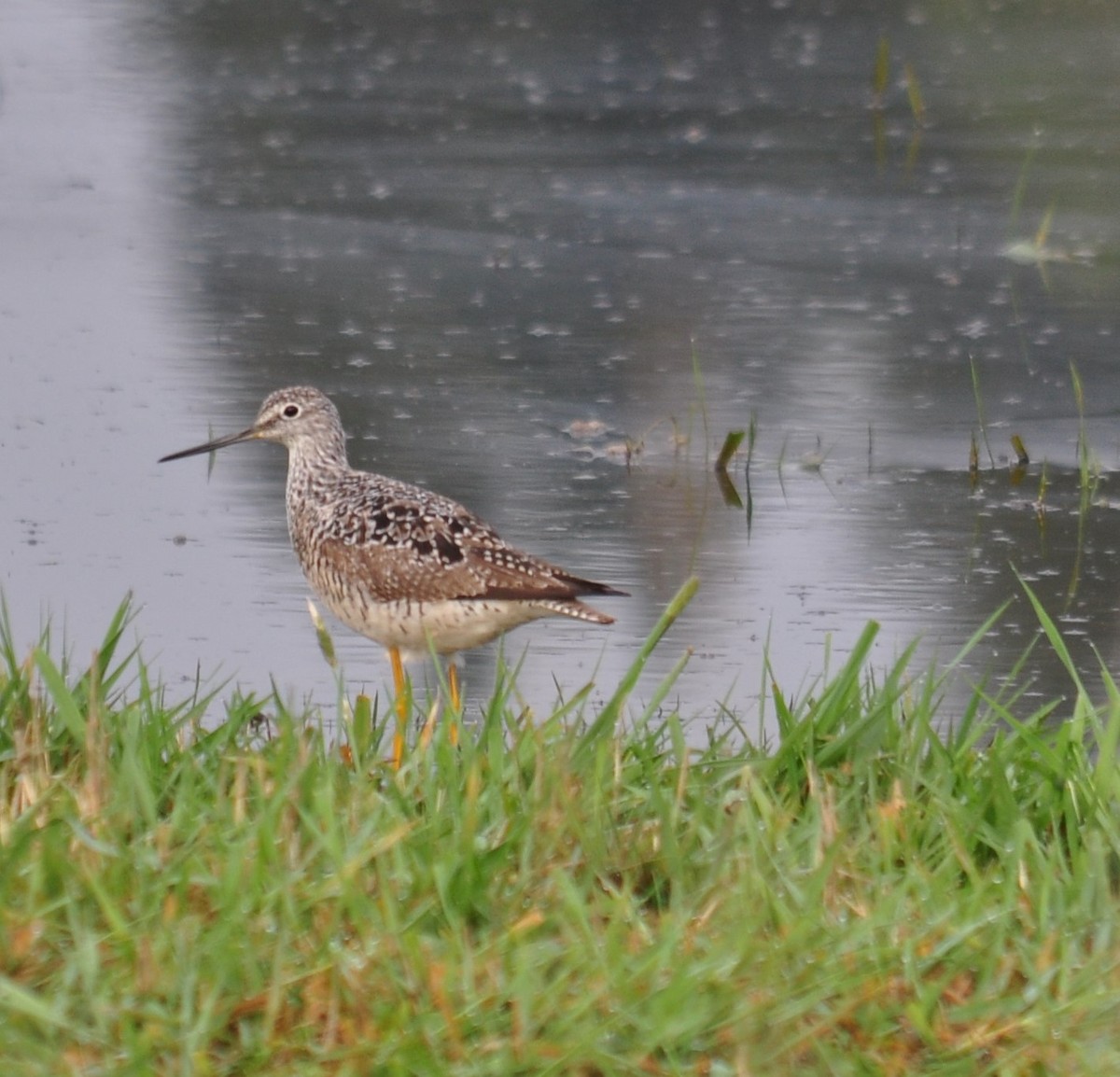 Greater Yellowlegs - ML330577041