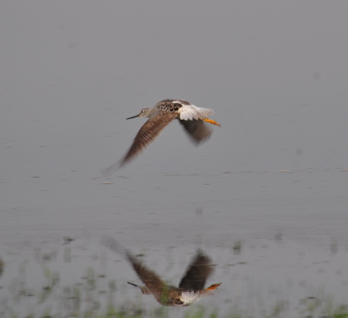 Greater Yellowlegs - ML330577051