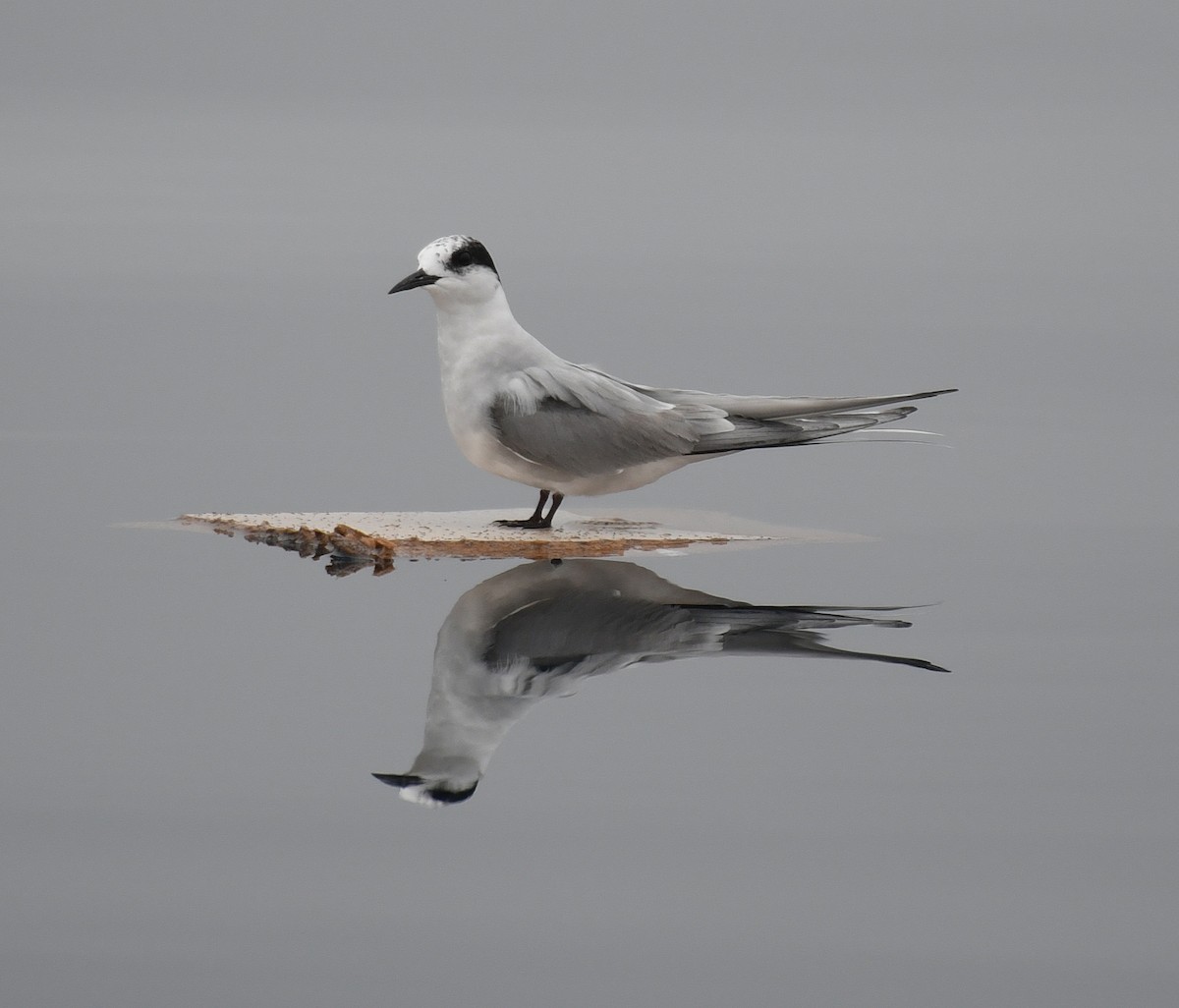 Arctic Tern - ML33057781