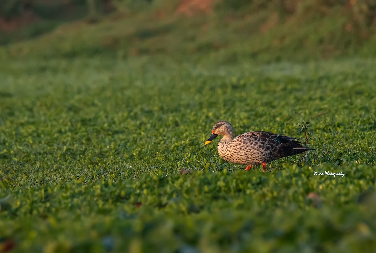 Indian Spot-billed Duck - ML330577841
